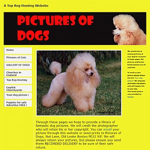 Dogs pictures. Pictures of Dogs